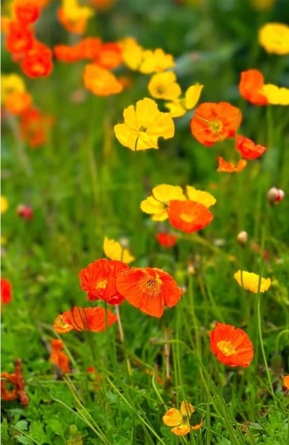 芳菲铺锦绚青茵，
醉卧花痕落满身。
借来春香三分俏，
蝴蝶环绕追芳芬。