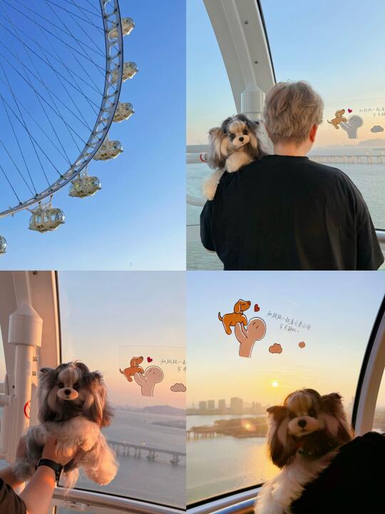 小狗也可以坐摩天轮啦🎡