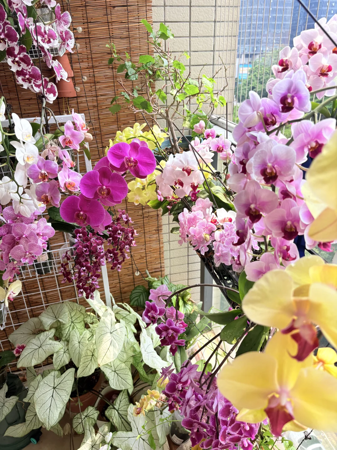 坐标深圳🌸蝴蝶兰实拍～