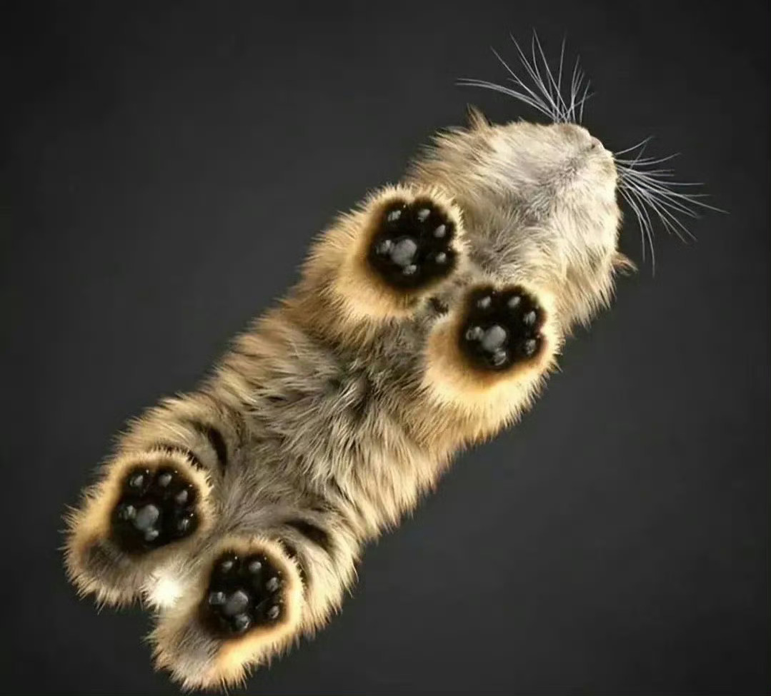 仰望喵星🐱