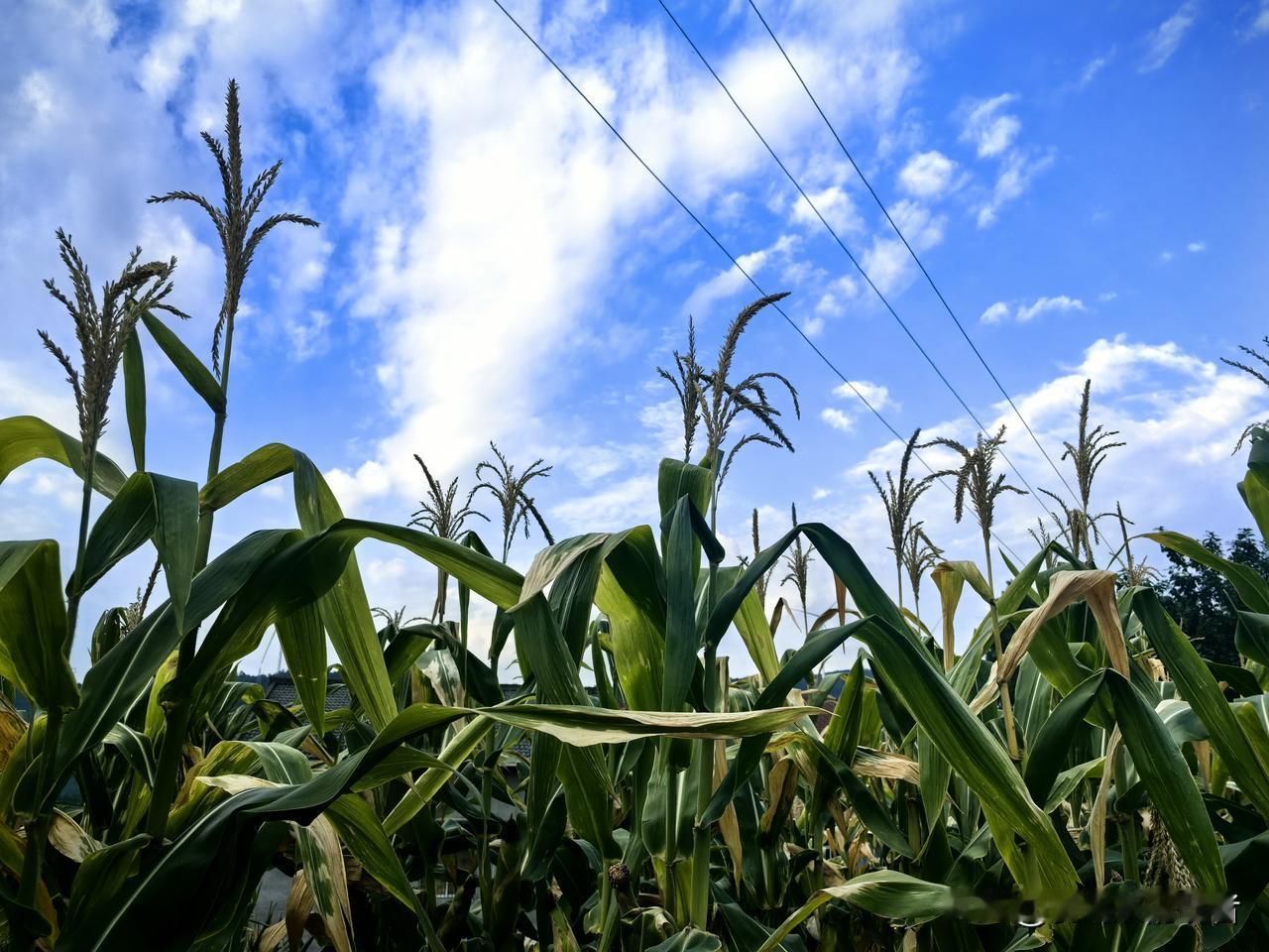 你觉得当农民丢人吗丢个毛的人有什么丢人的？城里人往上数三代哪个不是农民？而且现在