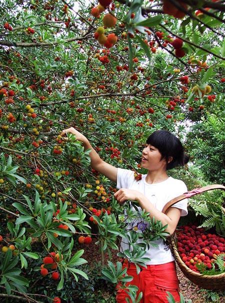 福建杨梅能放心买吗？会长说多数不用药，果农却在崩溃边缘…
 
福建杨梅“泡药”事