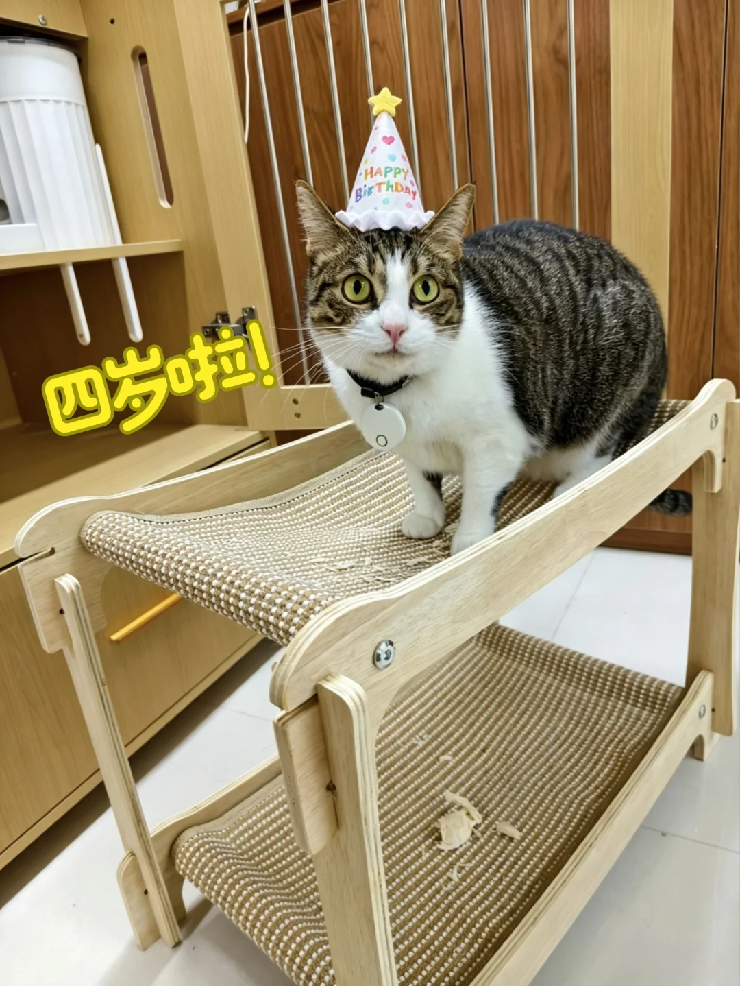 小猫咪生日快乐