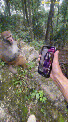 两脚兽:猴哥快来看紫霞仙子！
猴哥:去你丫的，什么妖怪，
你以为我火眼金睛是摆设