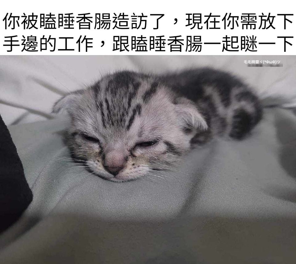 [喵喵] ​​​