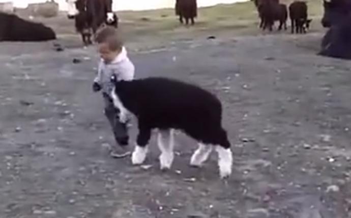 太有灵性了！宁夏男子养羊专业户的奇葩“演技”火了：一只羊凭“演技”成了集市明星！