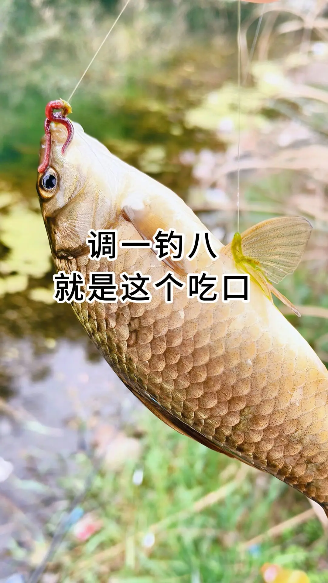 调一钓八，短就是稳！😂户外