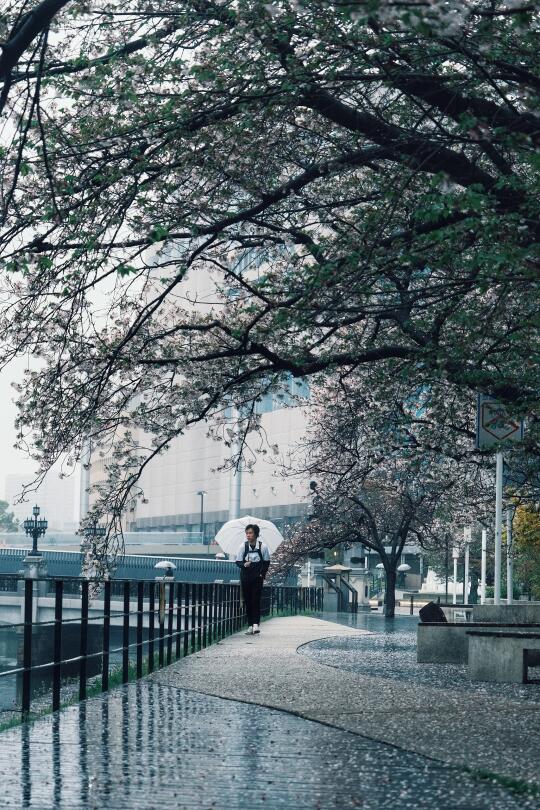 日本摄影｜下着樱花雨