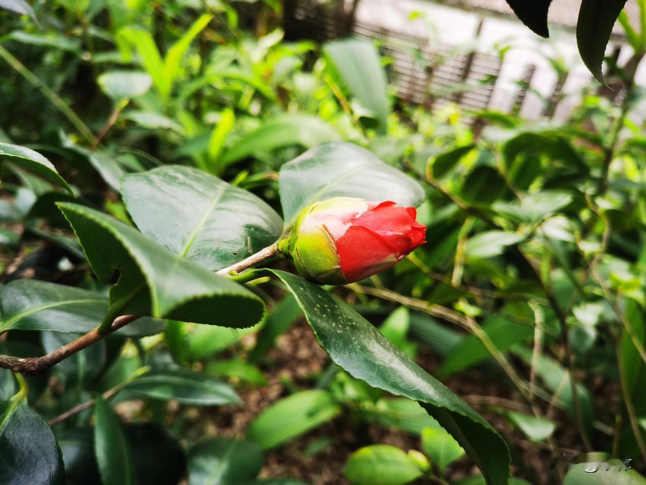 晒晒随手拍的茶花重庆南山植物园山茶园