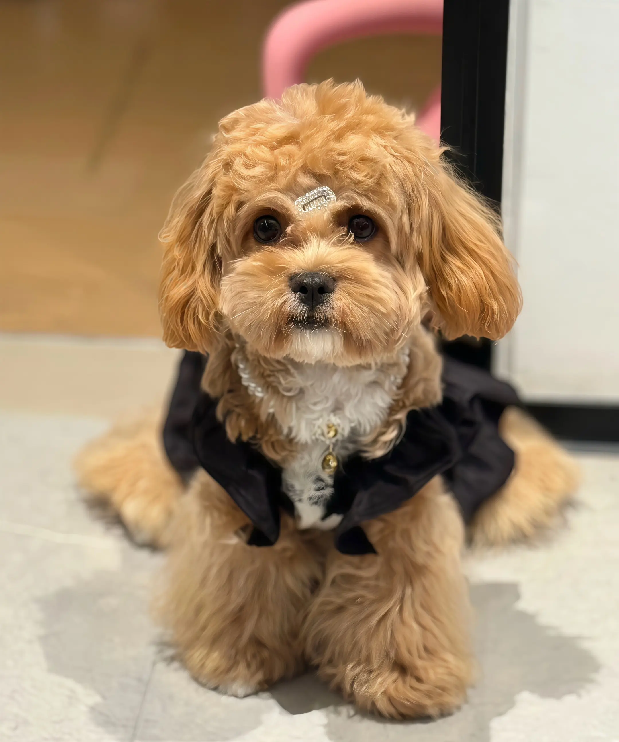 很有镜头感的小狗。狗狗是我的能量充电站日常vlog