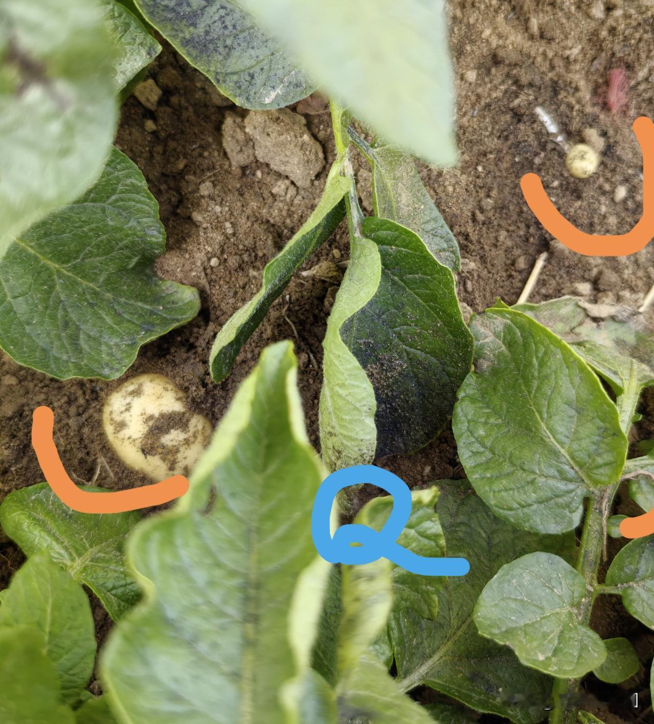 自从听说过“剪花增产”，我连续6年做对比实验，得出的结论是：不掐花，对土豆品质及