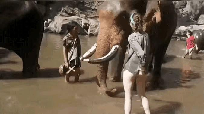 面对一头庞然大物，这个女子的胆量也真是够大的了，看她如此的靠近它，如此的惊动它，