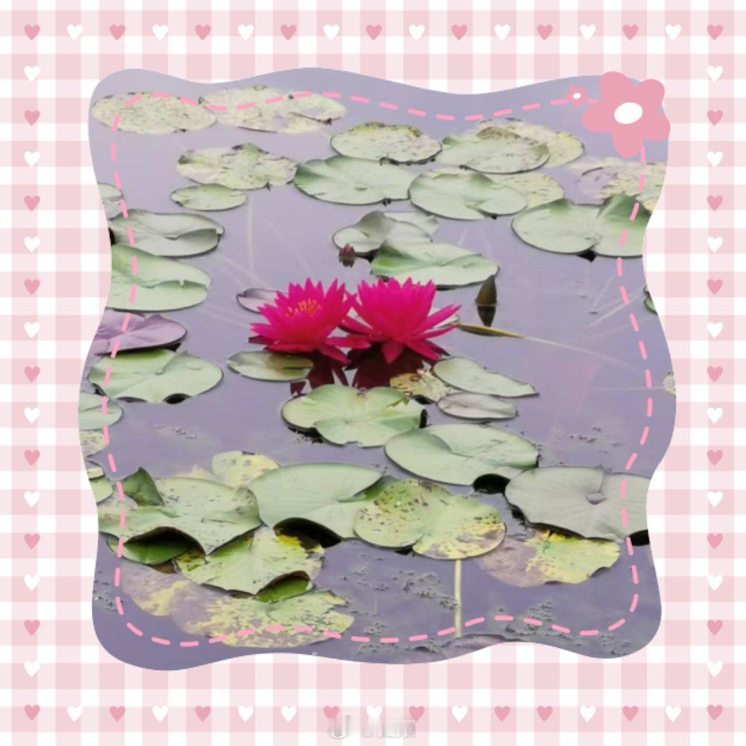 带着边框一起拍 风凉了，花依旧开～ ​​​