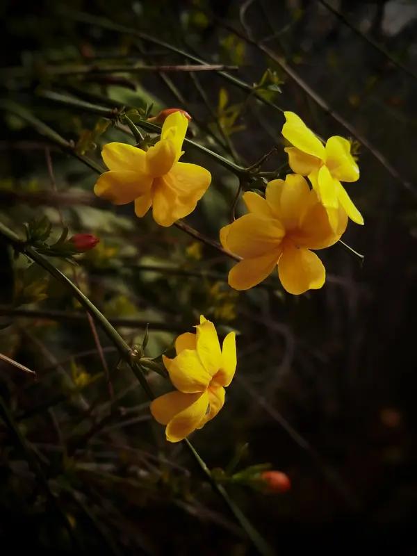 给大家分享我佛系养的迎春花开啦！这迎春花学名 Jasminum nudiflor