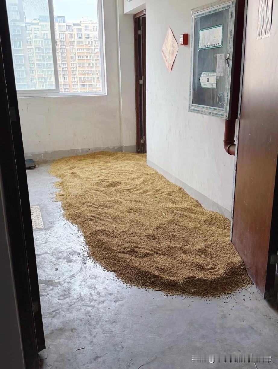 住13楼遇到神仙邻居！电梯口晒麦子


我住13楼，居然在电梯口看到一片“金色麦