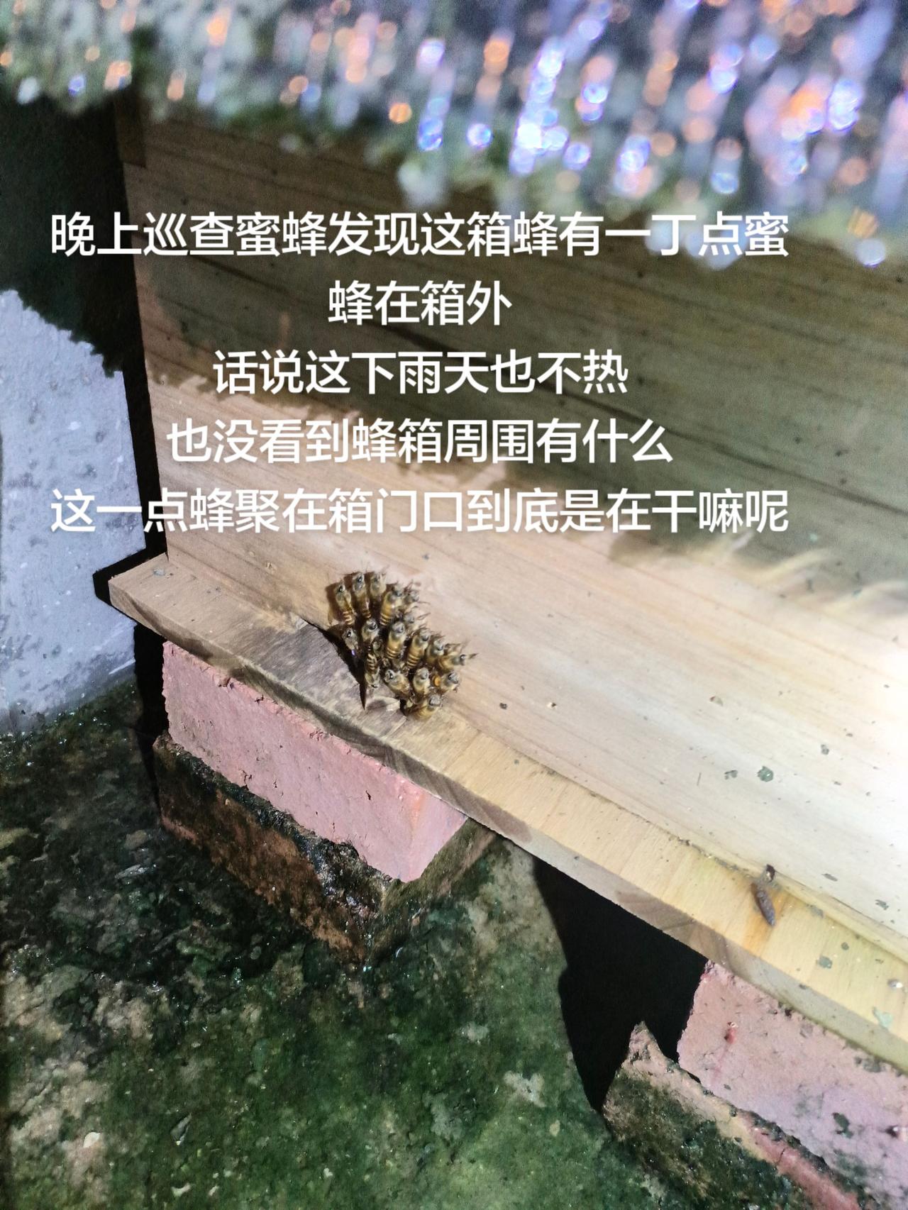 晚上巡查蜜蜂发现这箱蜂有一丁点蜜蜂在箱外
话说这下雨天也不热
也没看到蜂箱周围有
