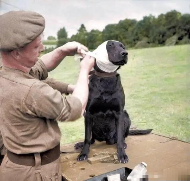 1944年7月5日在法国诺曼底一只探雷犬受伤
1944年7月5日在法国诺曼底，一