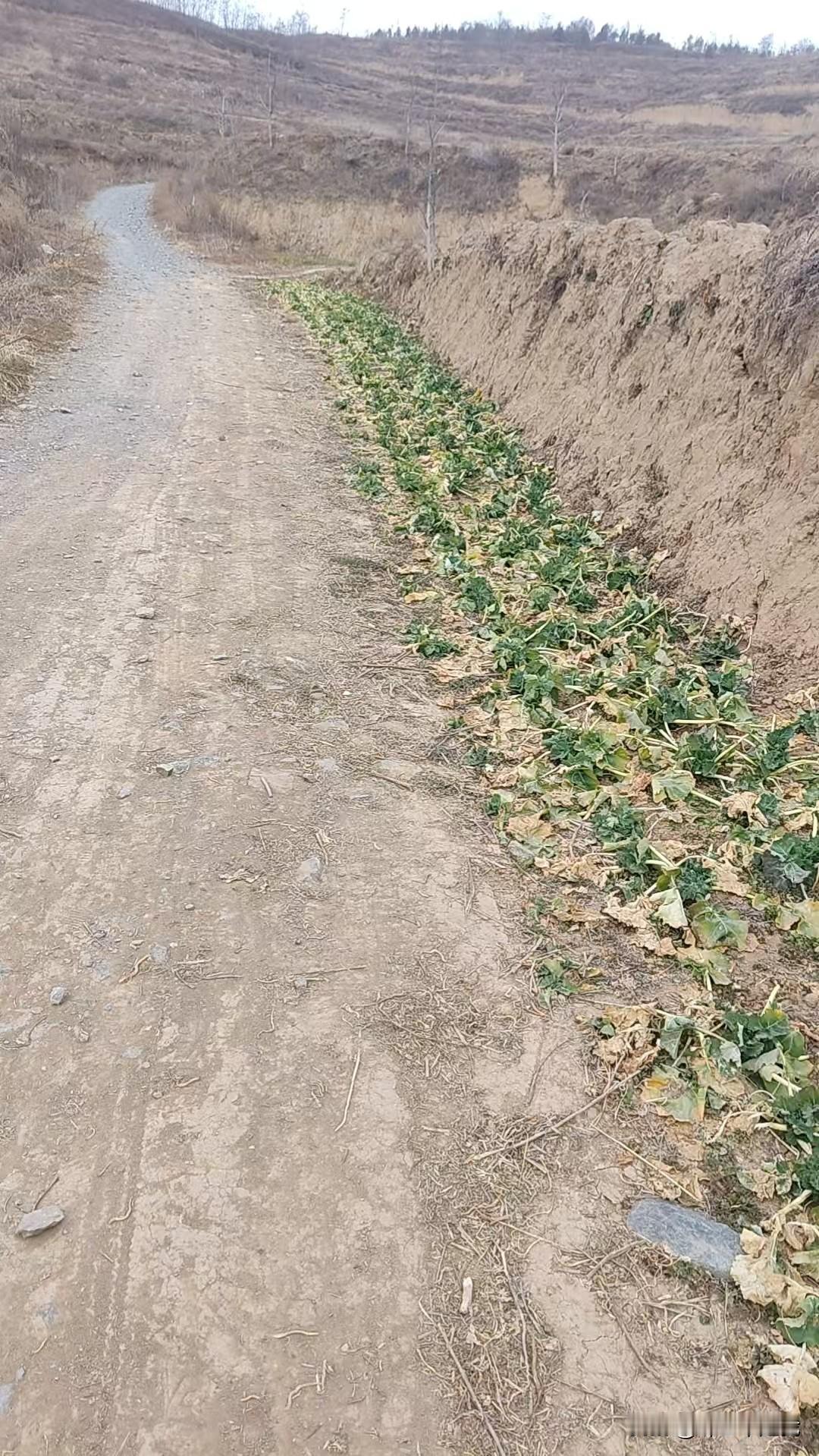 “要想富，先修路！”

路刚修好，可是又没了。

走完这段路，终于知道有些人为啥