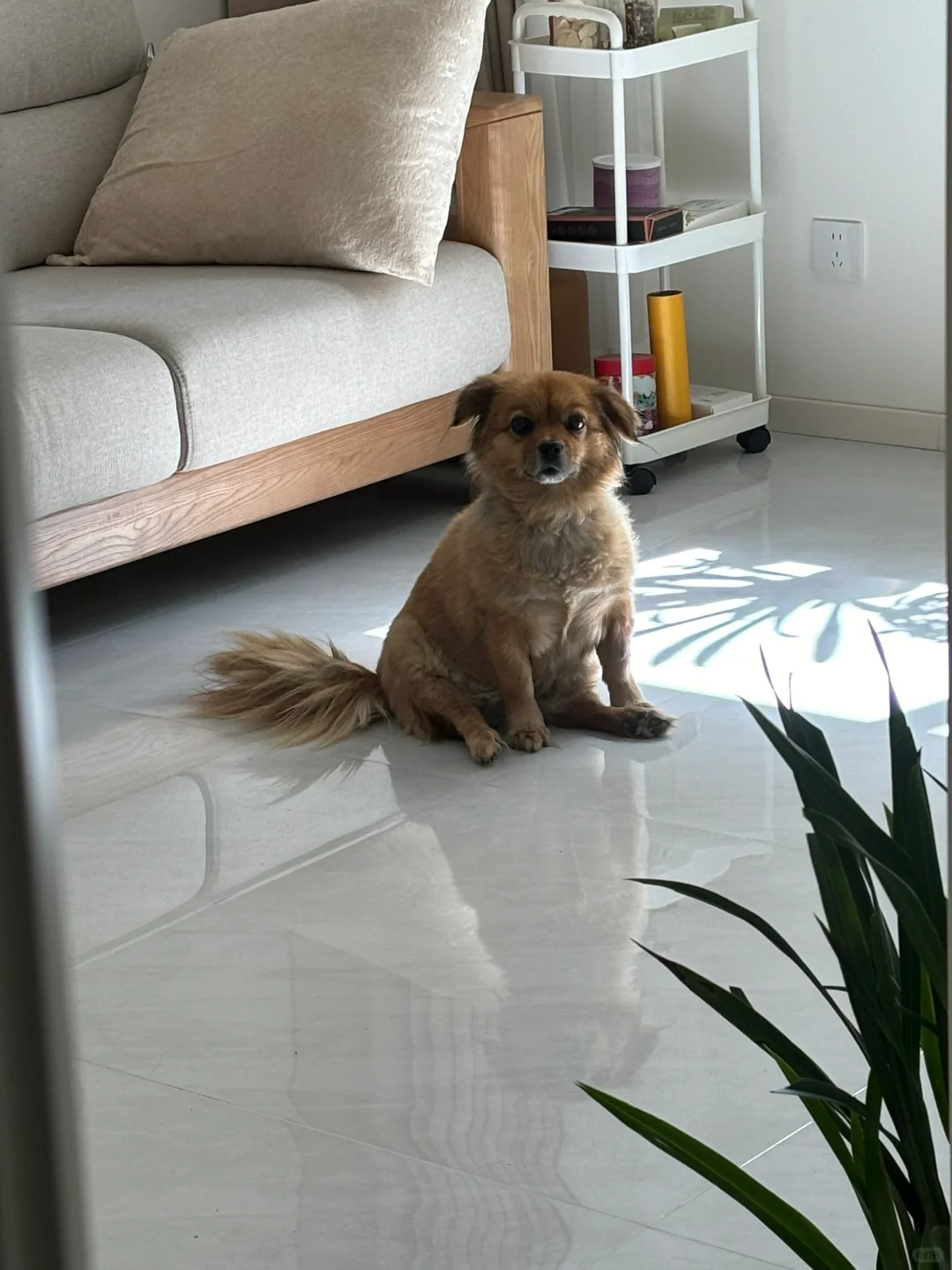 笨笨是个乖小孩