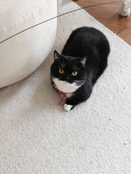 今天不是猪咪是小肥牛