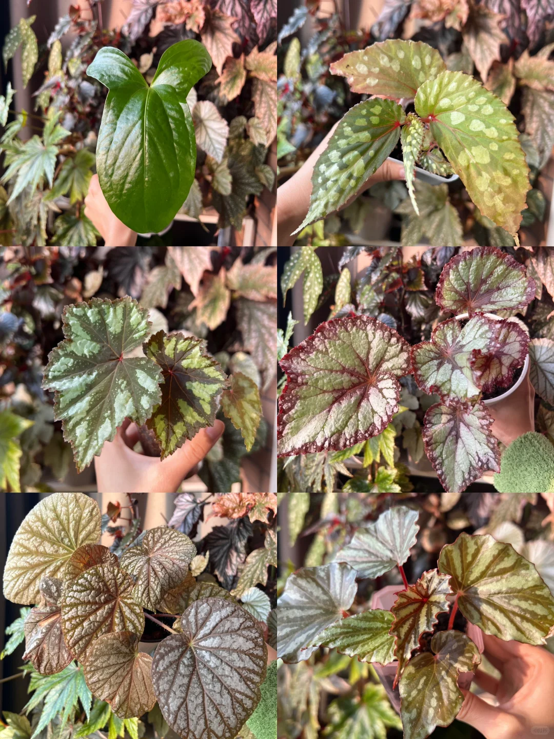 上海出绿植同城自提
