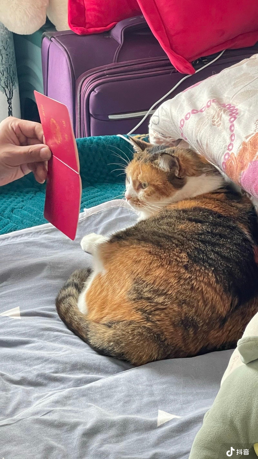 猫咪：咪的天！ 