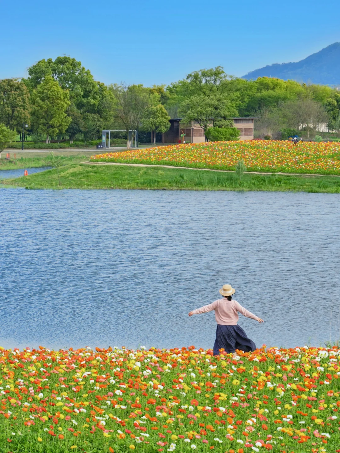 杭州这片虞美人花海‼️放在赏花界都相当炸裂