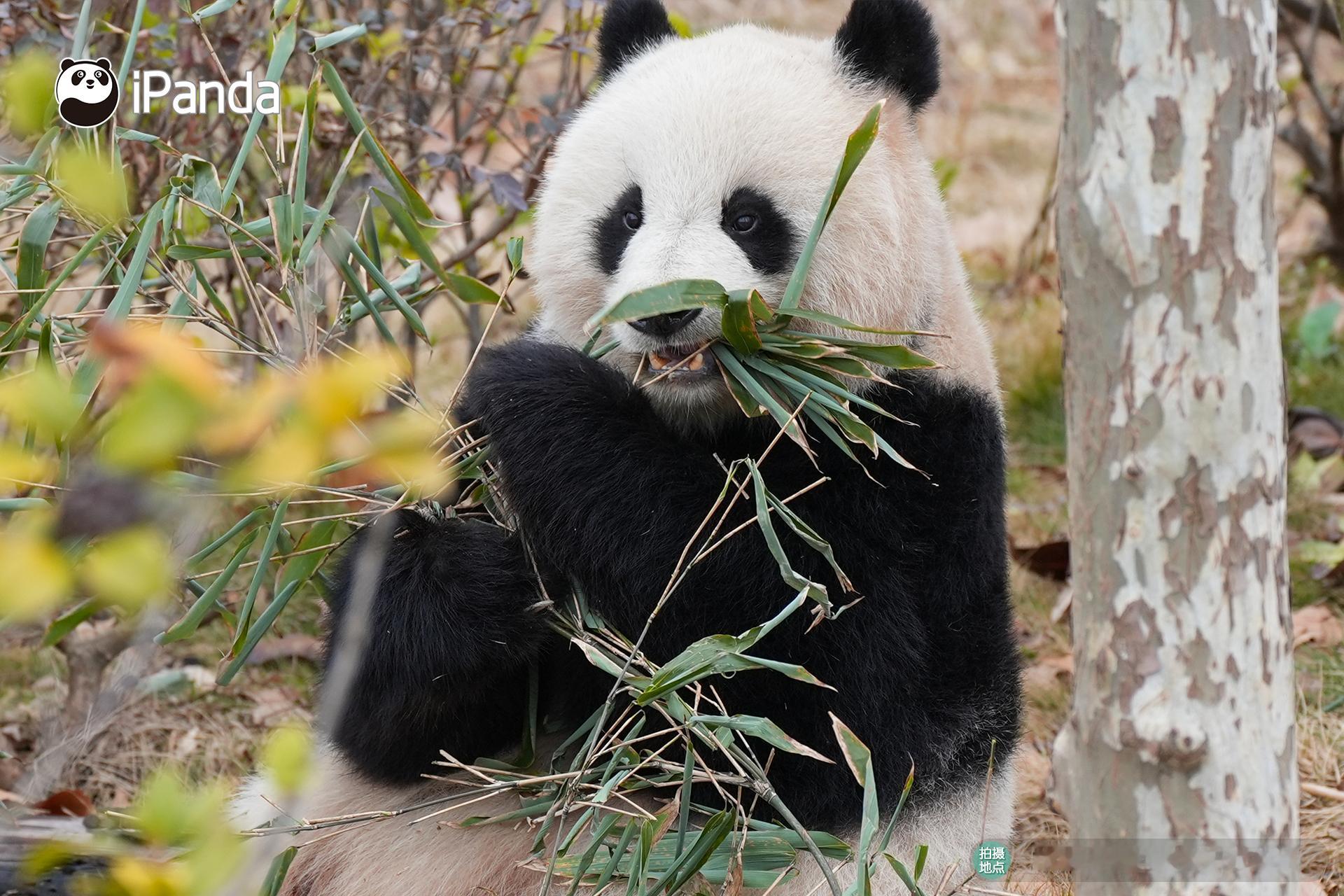 大熊猫北川的美貌又双叒叕征服全网这标致的大脸ber，不愧是“基地之花”啊～大熊猫