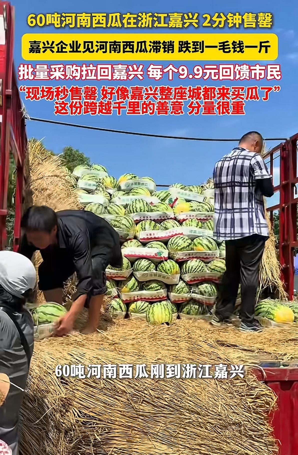 河南西瓜一毛一斤没人要，嘉兴人两分钟抢光60吨？

河南西瓜滞销了。地头价跌到一