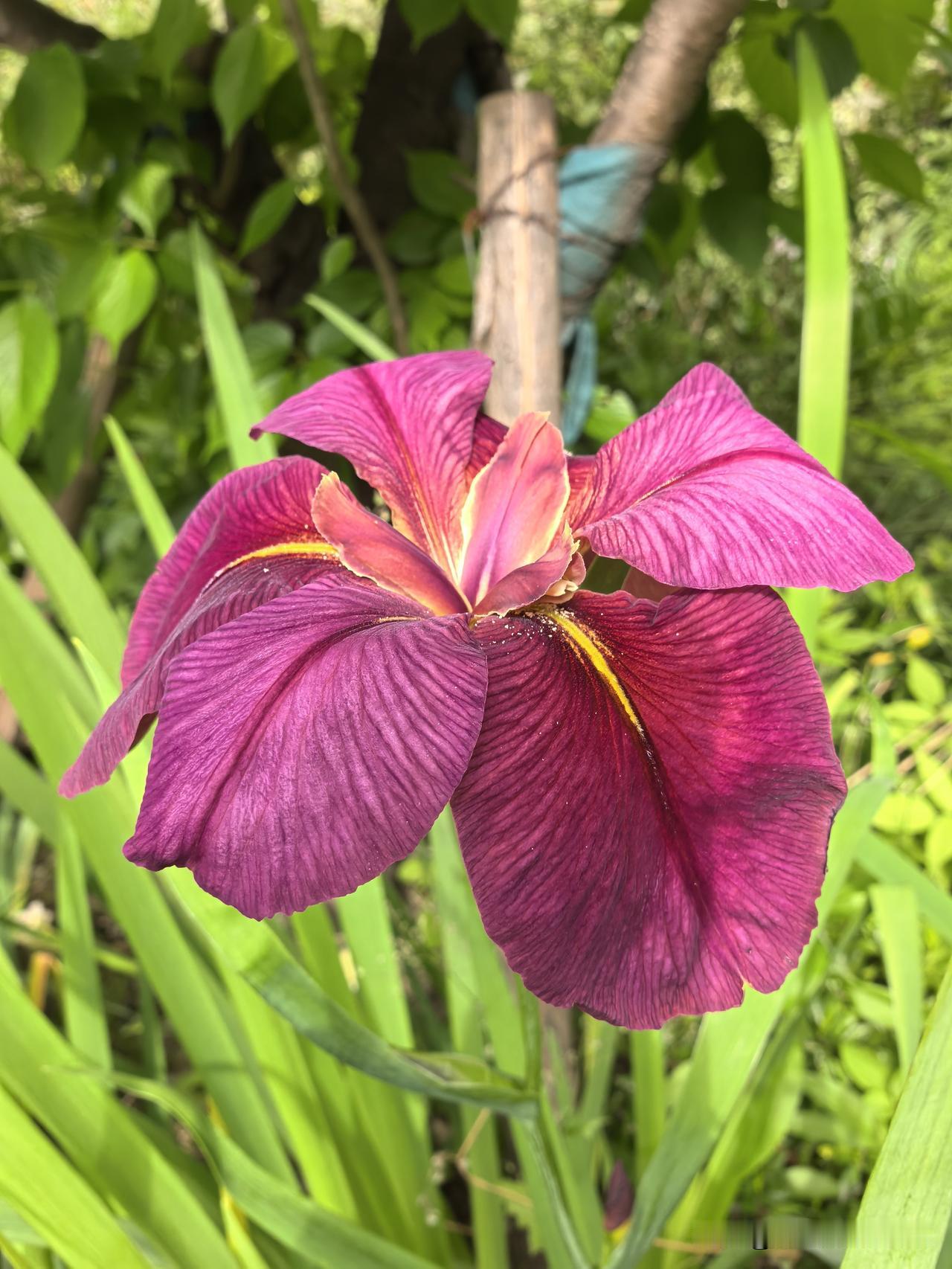 小区里的鸢尾花，花语“爱的使者，光明与自由”。