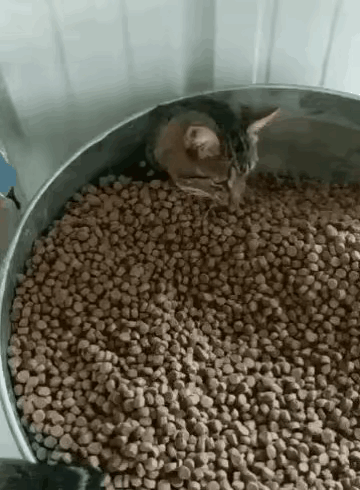 1：食物实现自由的猫咪，哪里存在什么奋斗？
2：现在的锻炼，都这么硬核吗？