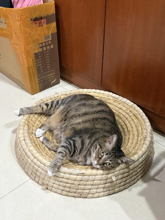 好乖的睡姿🥹