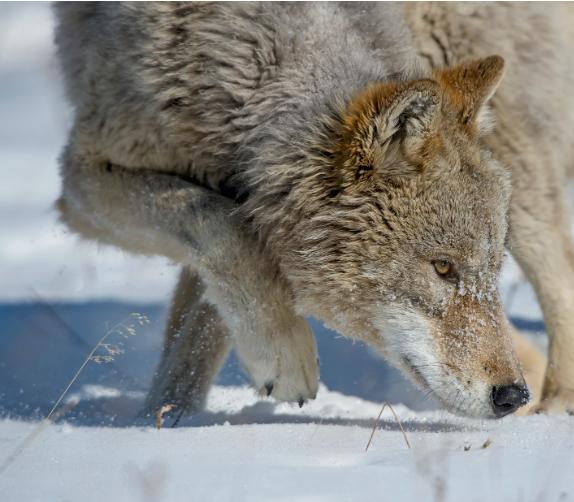 蒙古媒体消息，因位于蒙古阿尔泰山麓的戈壁阿尔泰省通赫勒苏木和布加特苏木的狼群数量