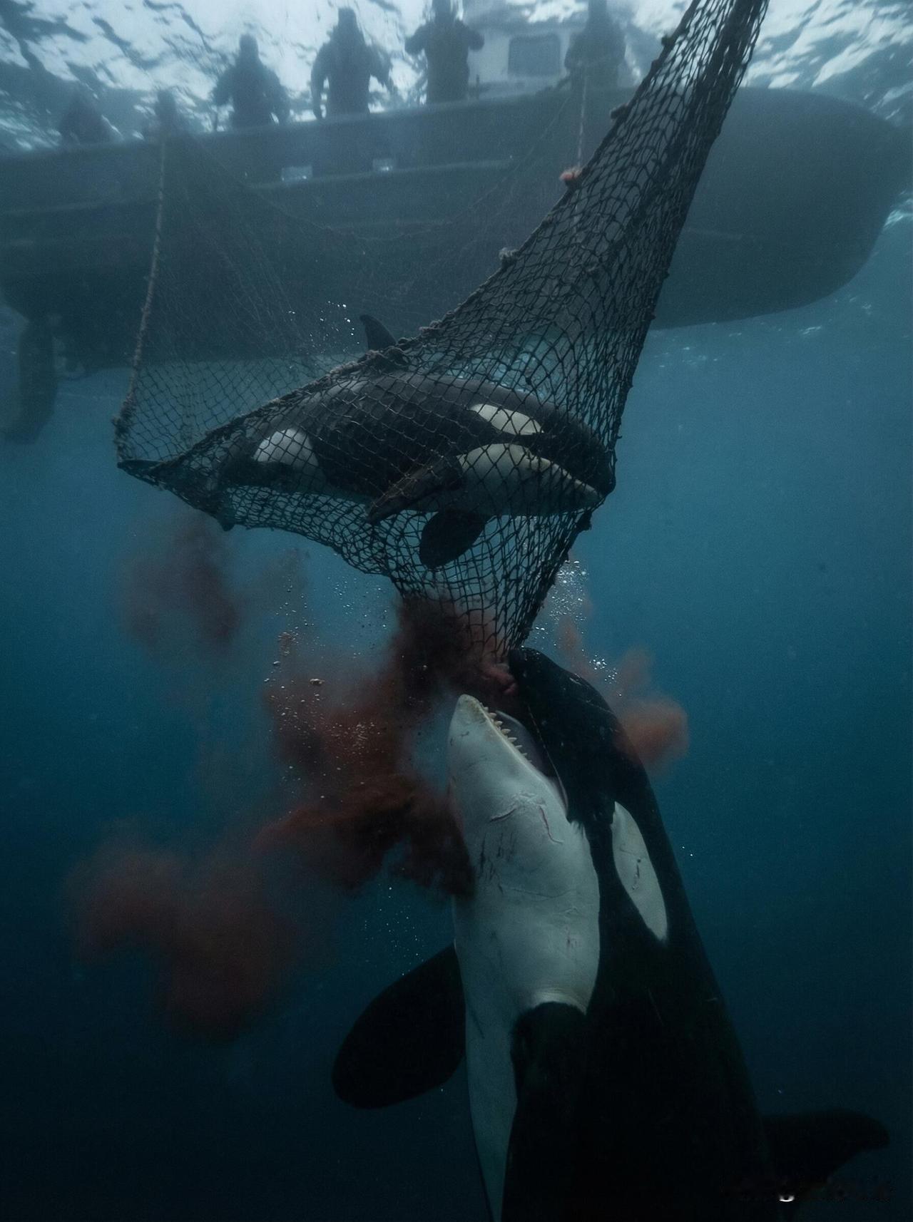 海洋馆里的笑声
背后的真相是骨肉分离
刷到海洋馆背后的真相，真的破防了！

那些