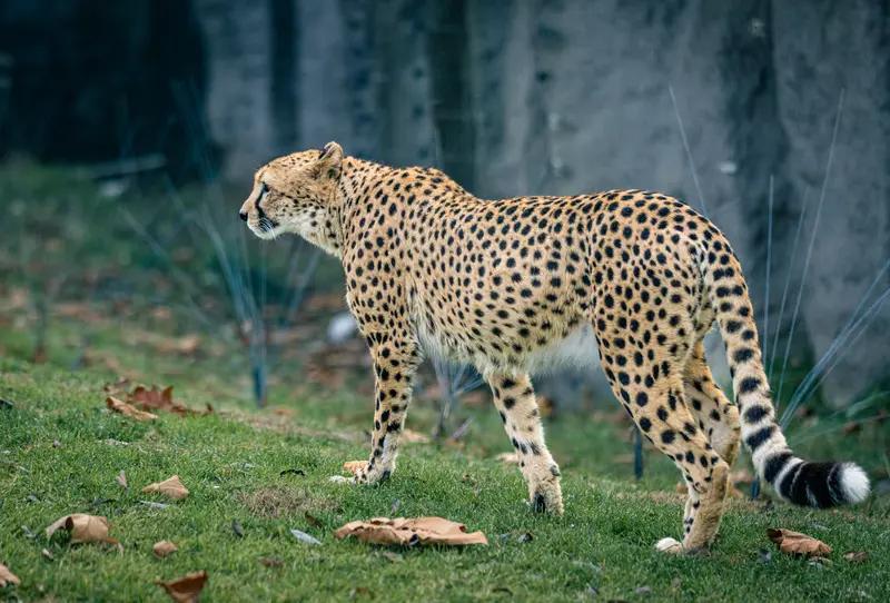 注意！山西村庄惊现野生豹，你该怎么办？
       近日，山西霍州陶唐峪一村庄