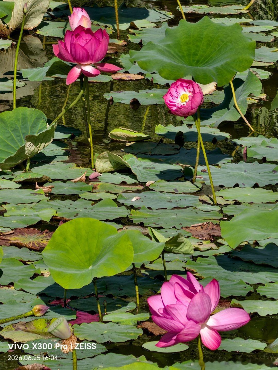 盛夏虎岩潭，荷风满港城。一池芙蕖亭亭绽放，碧水轻漾，暗香浮动。清风拂过荷叶，温柔