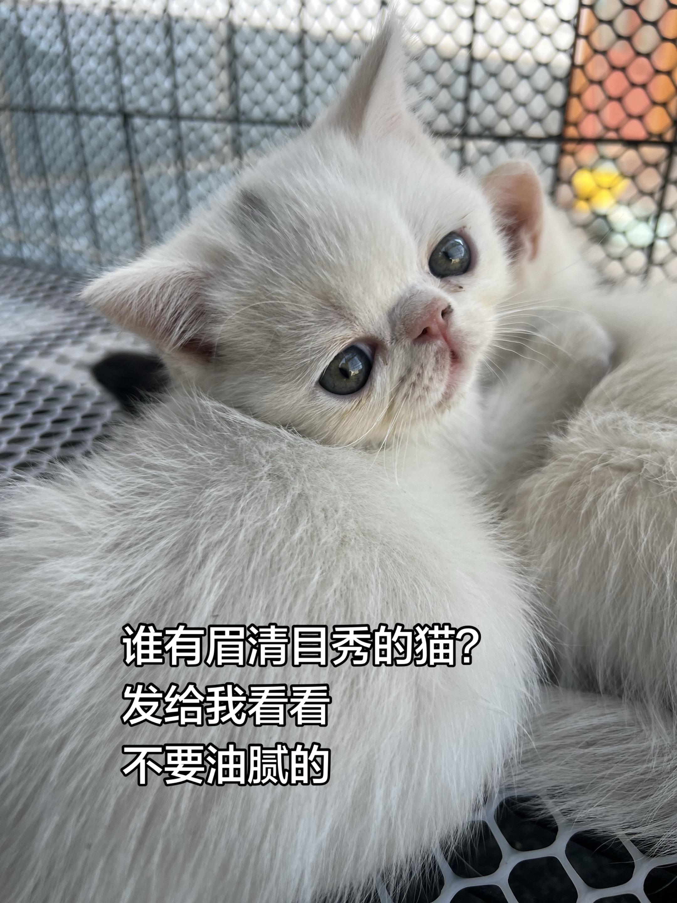谁有眉清目秀的猫？发给我看看。
