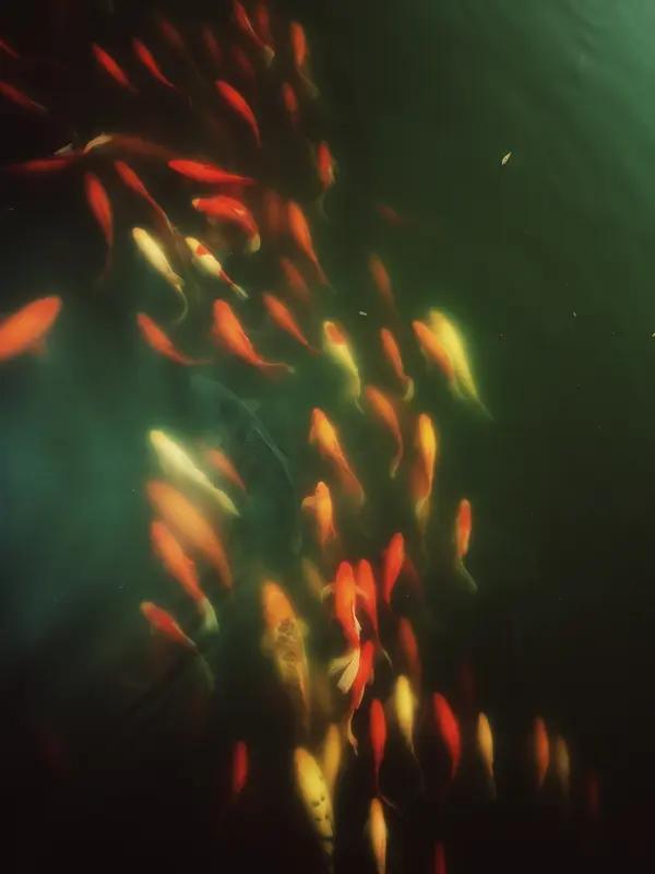 金风染叶的秋涧边
斜阳在斑斓的叶瓣上跳跃
几尾游鱼剪开碧水
鳞光轻闪着涧底的清幽