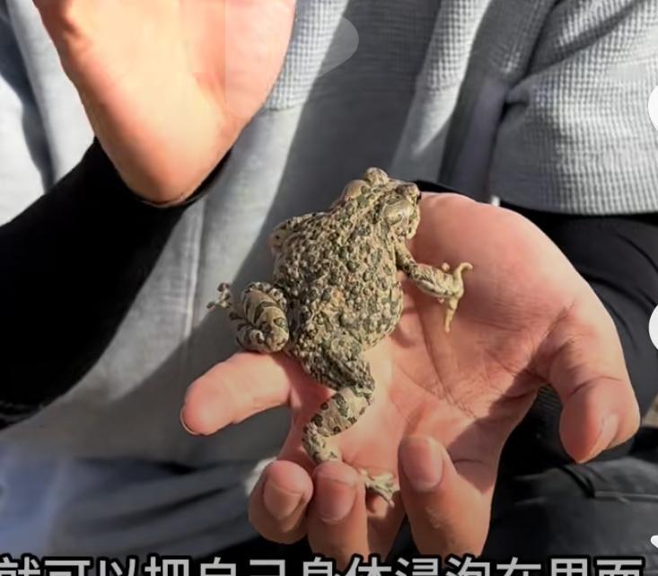 非常佩服内地的哭着喊着各种稀奇古怪东西的朋友们！
我的看法是没有你们不能吃的，没