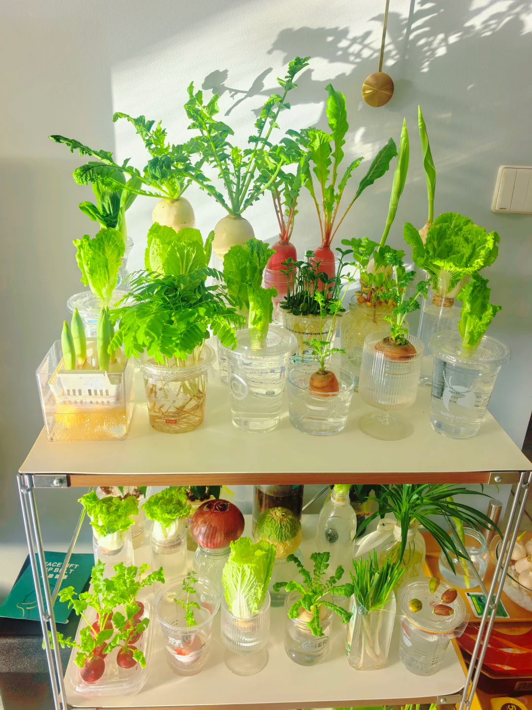 这样的家庭小菜园，应该大力推广普及啊，每天来一两片叶子，也补充了营养，而且基本上