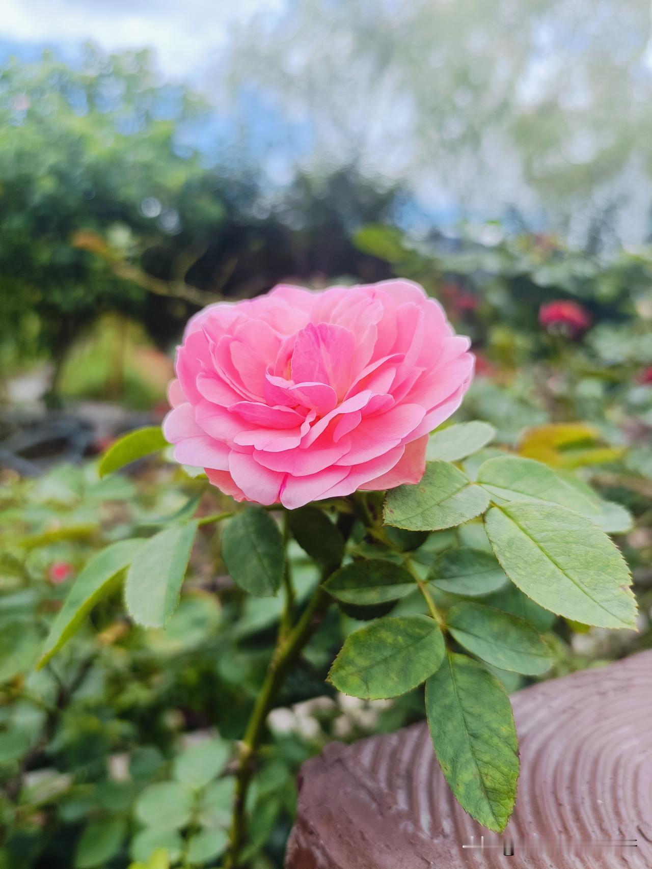 昨天玩了一天，没空写，流量直线下降，没想到一天不努力，就惨不忍睹。

看了第一眼