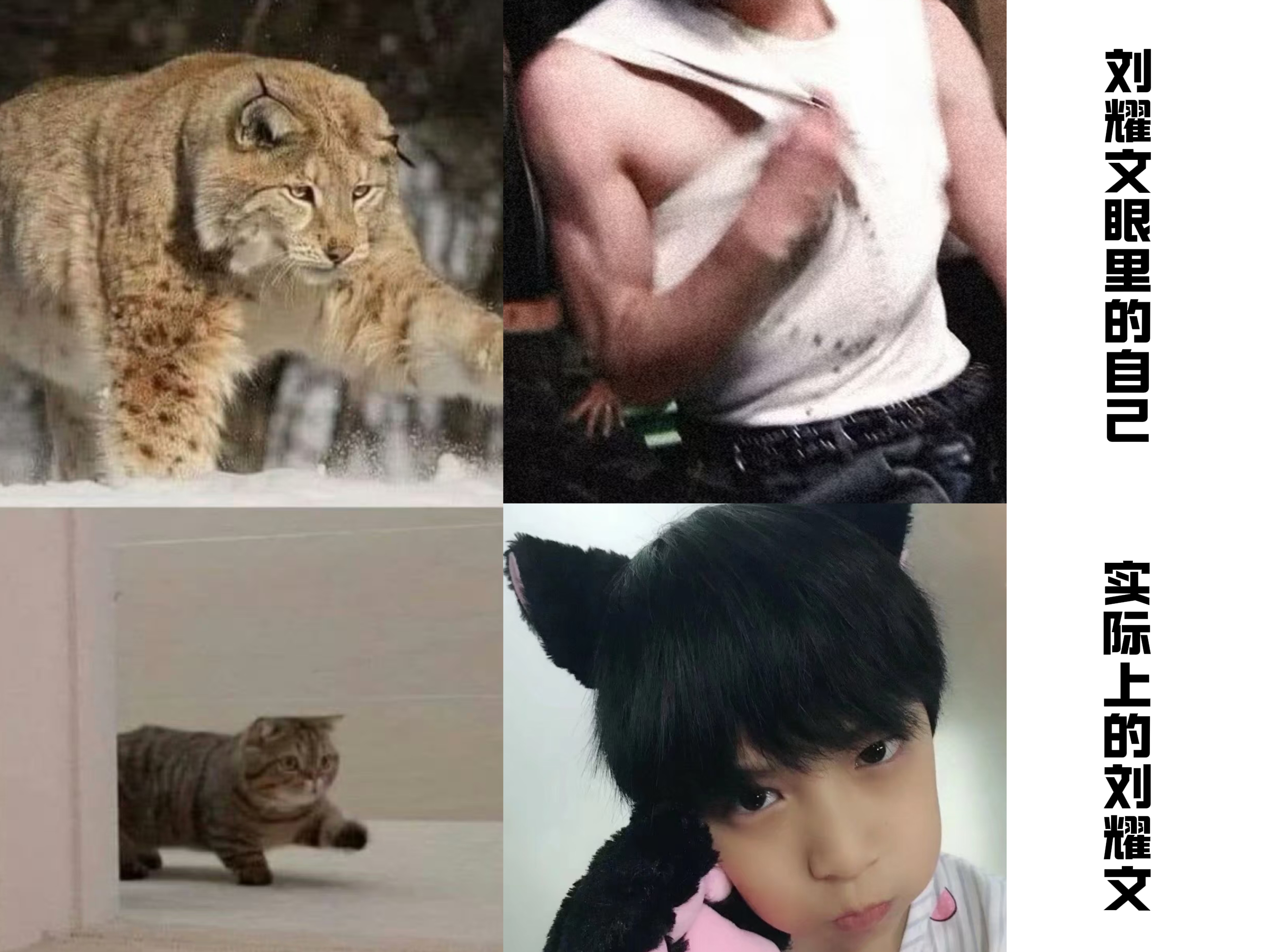 其实是小猫咪 