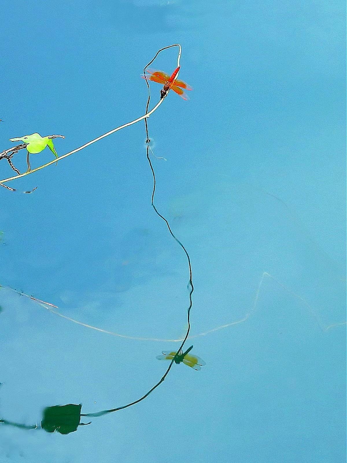水空双影
       植物茎枝悬空于水面上，蜻蜓亭立于茎枝上，倒影映于水。水空