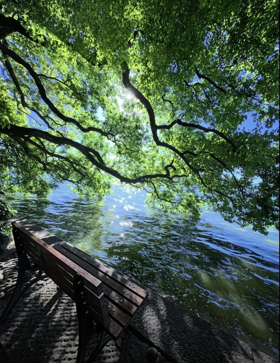 阳光洒落，绿意盎然，湖畔长椅，静享自然之美。