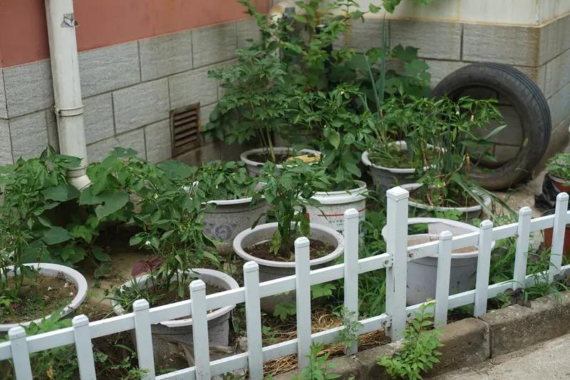 公共楼顶被占种菜还装监控 ？广州白云新苑大厦楼顶，有3个住户占用大面积的公共区域