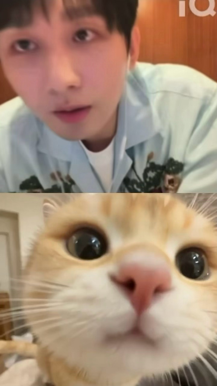 I see no difference成毅探头小猫表情包