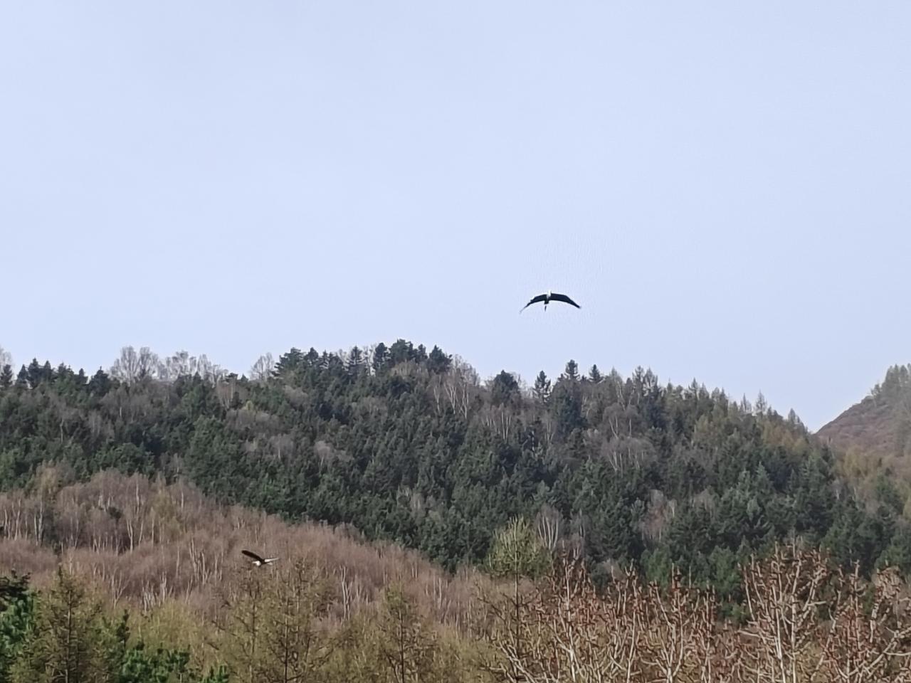 看山还是山，看树还是树