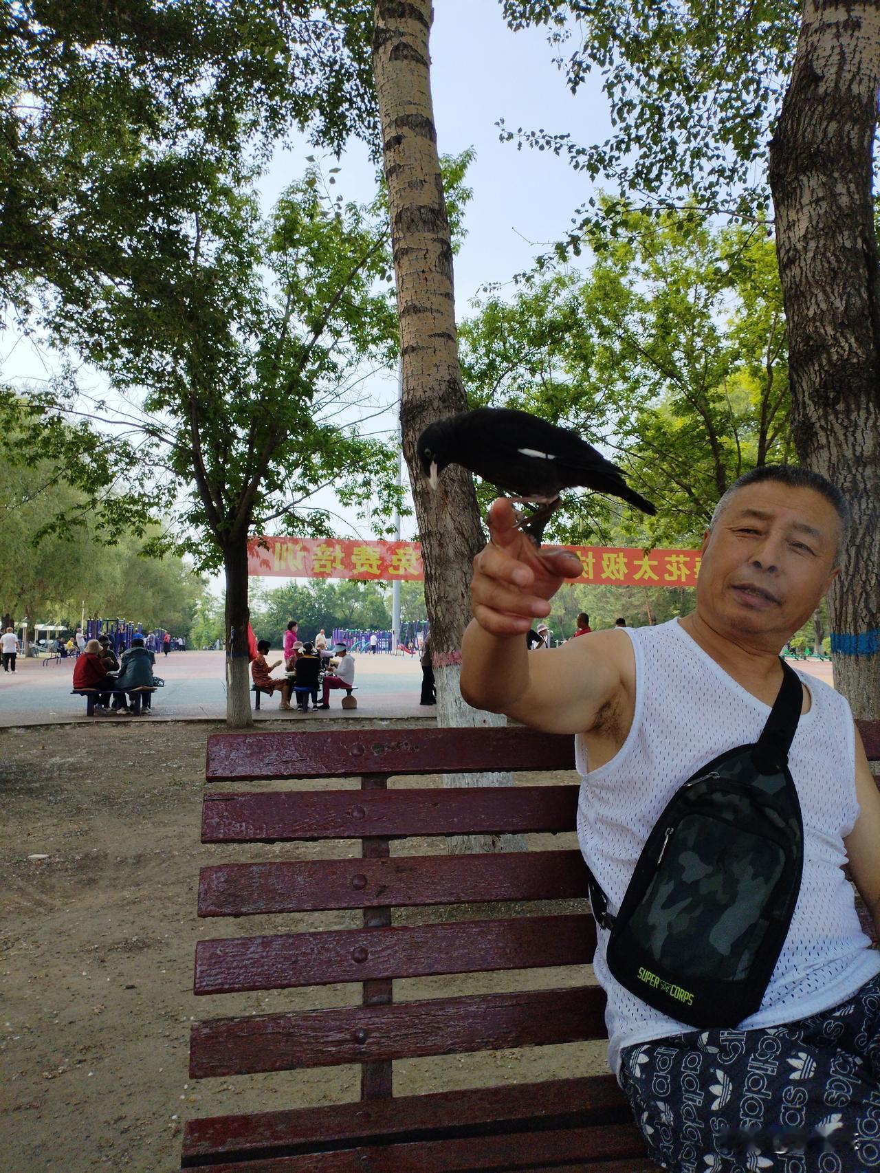 俏八哥
八哥通灵绕身旋，
东张西望踞指尖。
伶牙俐齿悄声语，
请续句……
（恐被