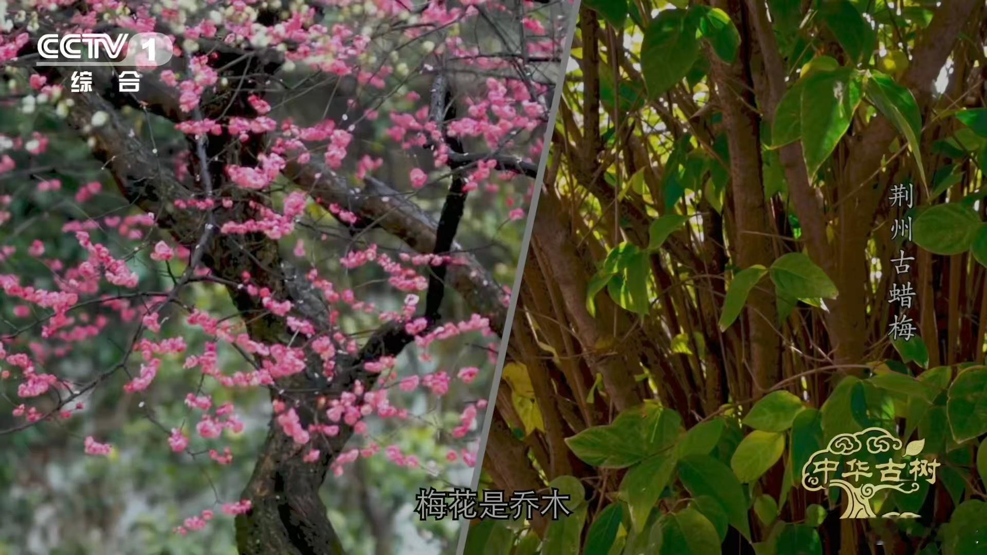 是蜡梅还是腊梅终于分清蜡梅和梅花了 原来叫法是这么来的❄️！蜡梅多在腊月开放，所