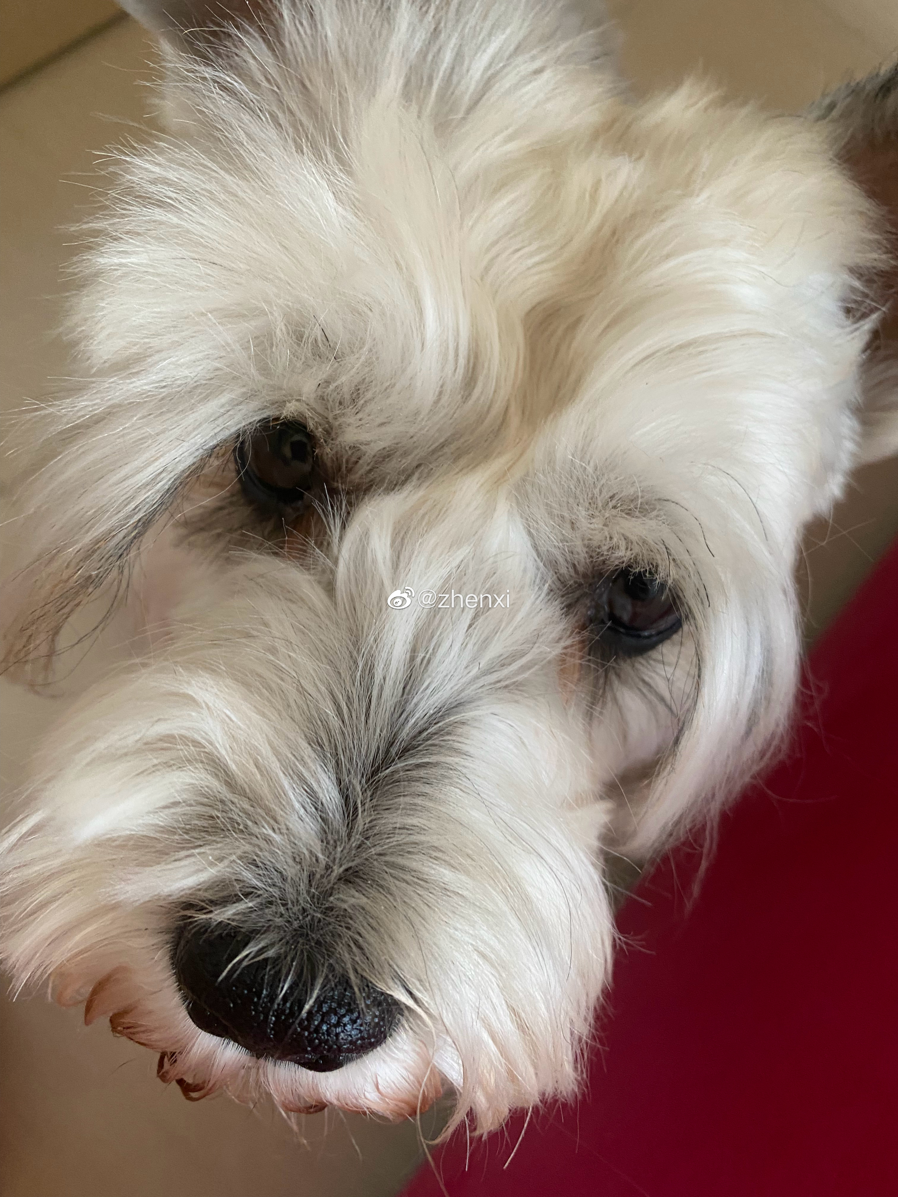 晚安吧，我的小可爱们🐶🐱 ​​​